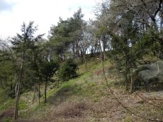 Taxus-baccata_Дивноморск_стация